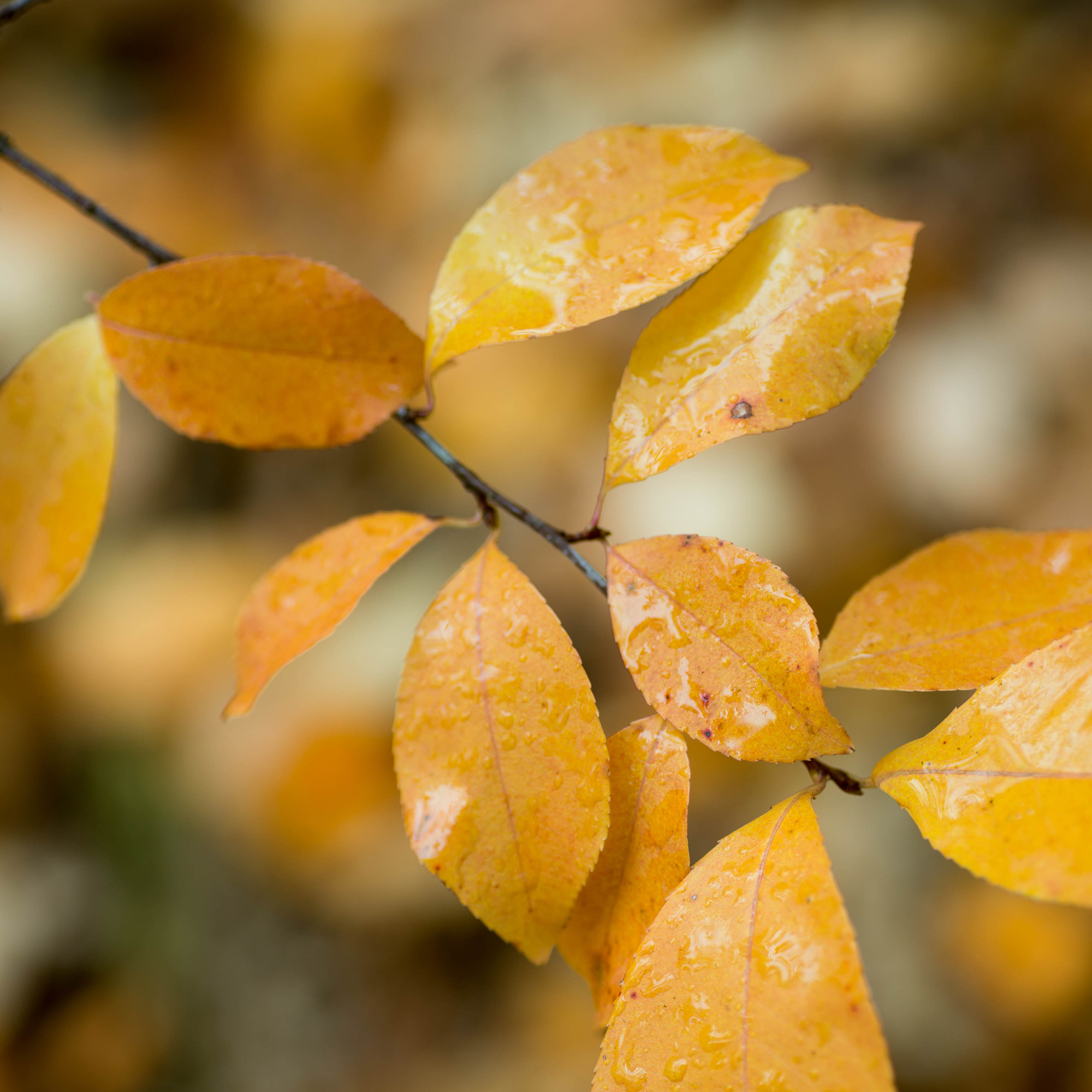 Häck Omnia Garden Hägg 50-80 cm