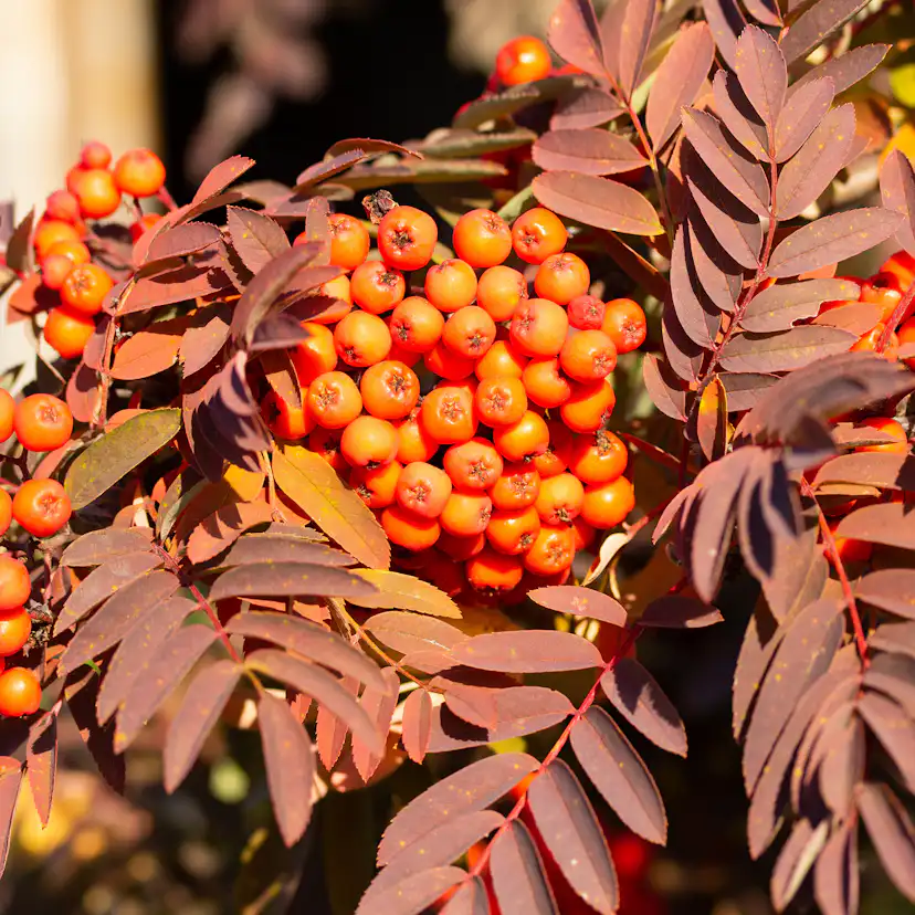 Rönn Omnia Garden 50-80 cm