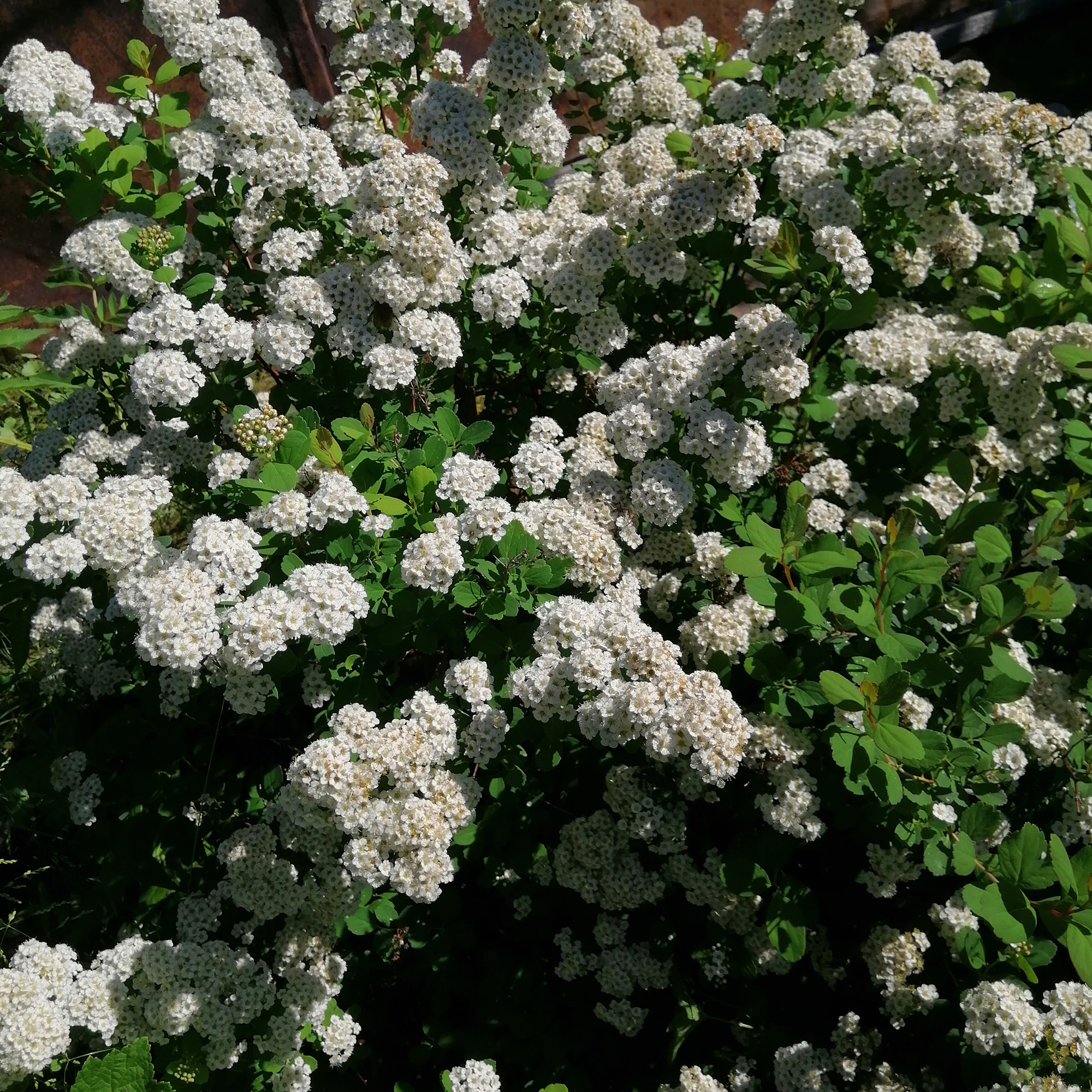 Björkspirea Omnia Garden 15-30 cm