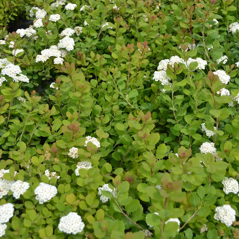 Björkspirea Omnia Garden 15-30 cm