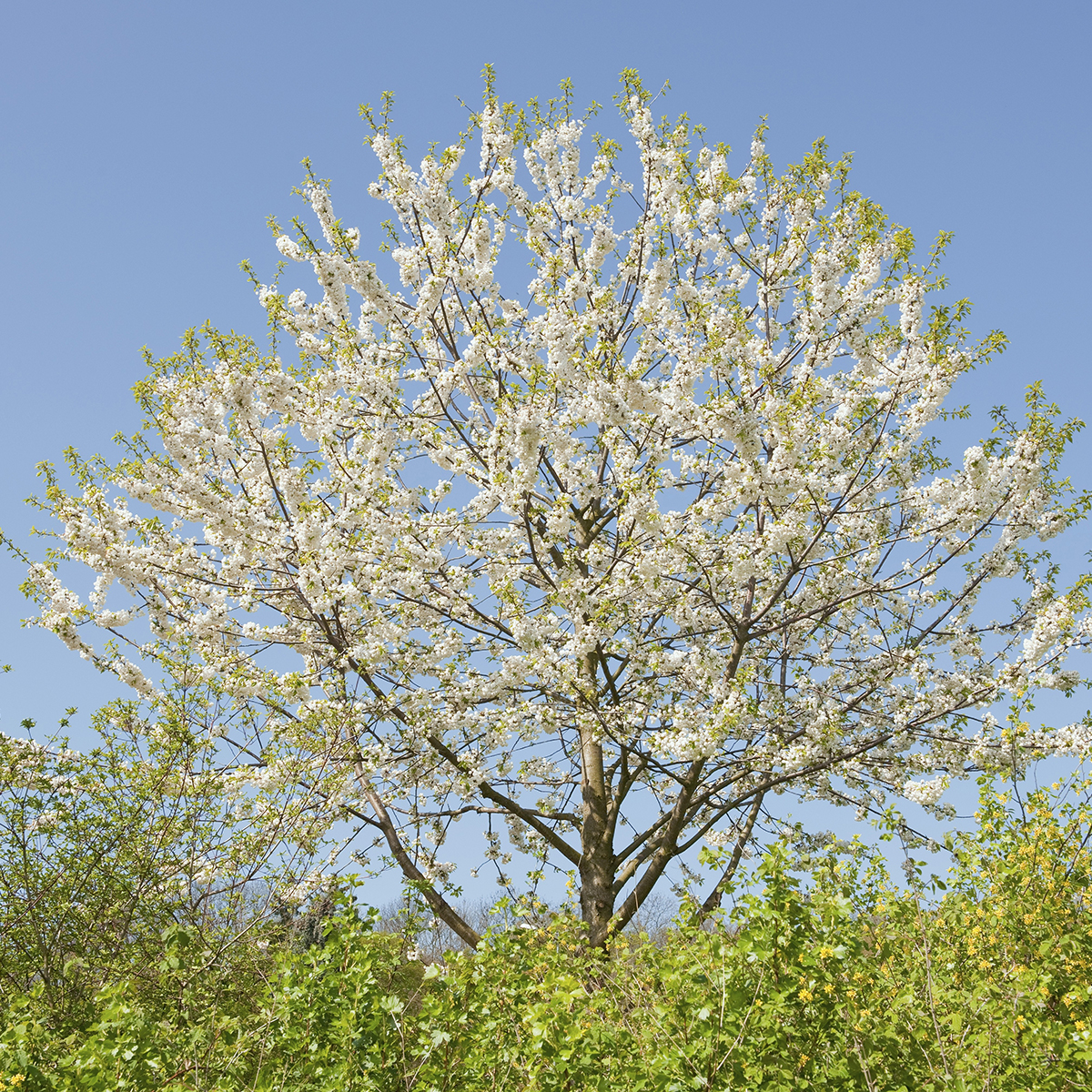Högstamsträd Omnia Garden Sötkörsbär Fågelbär 300-400 cm