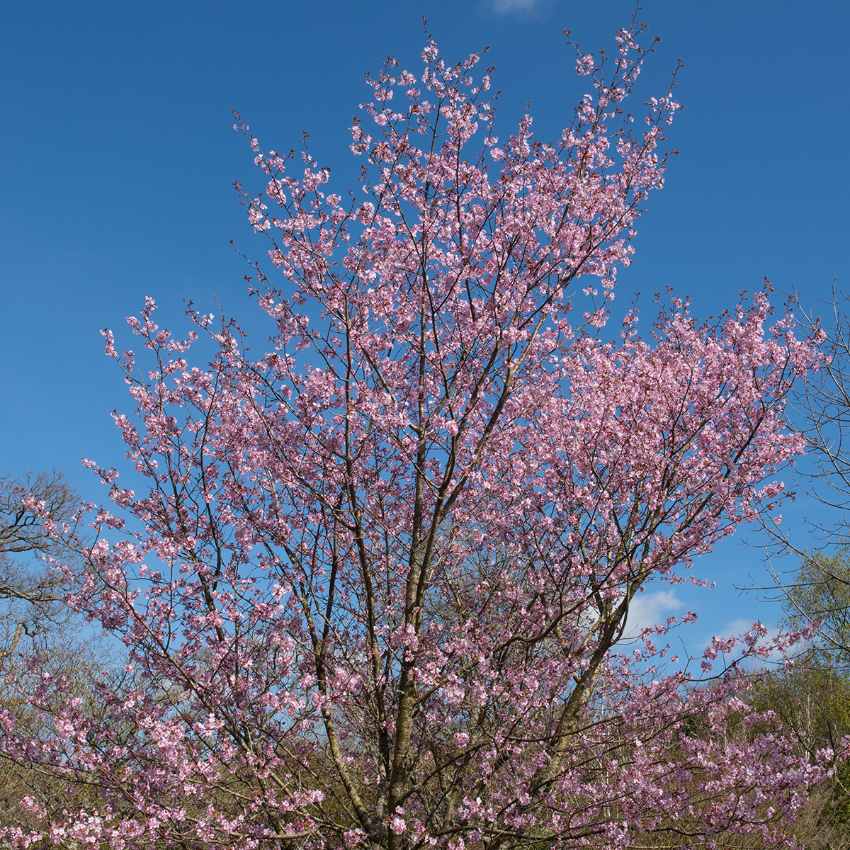 Bergkörsbär Omnia Garden Japanskt Prydnadsträd 300-400 cm, Rosa/Mörkröd Blomning, Alleträd, Högstamsträd