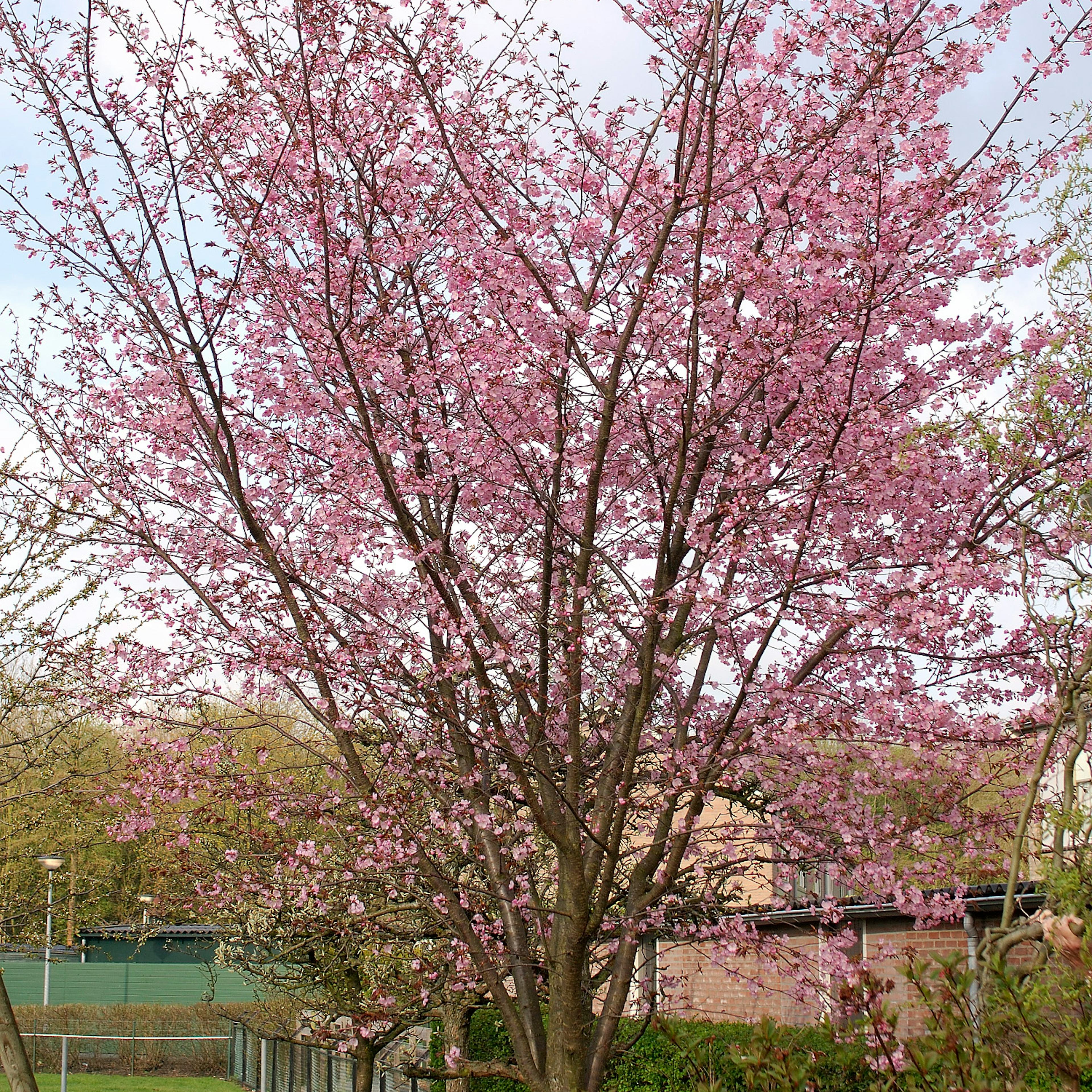 Bergkörsbär Omnia Garden Japanskt Prydnadsträd 300-400 cm, Rosa/Mörkröd Blomning, Alleträd, Högstamsträd