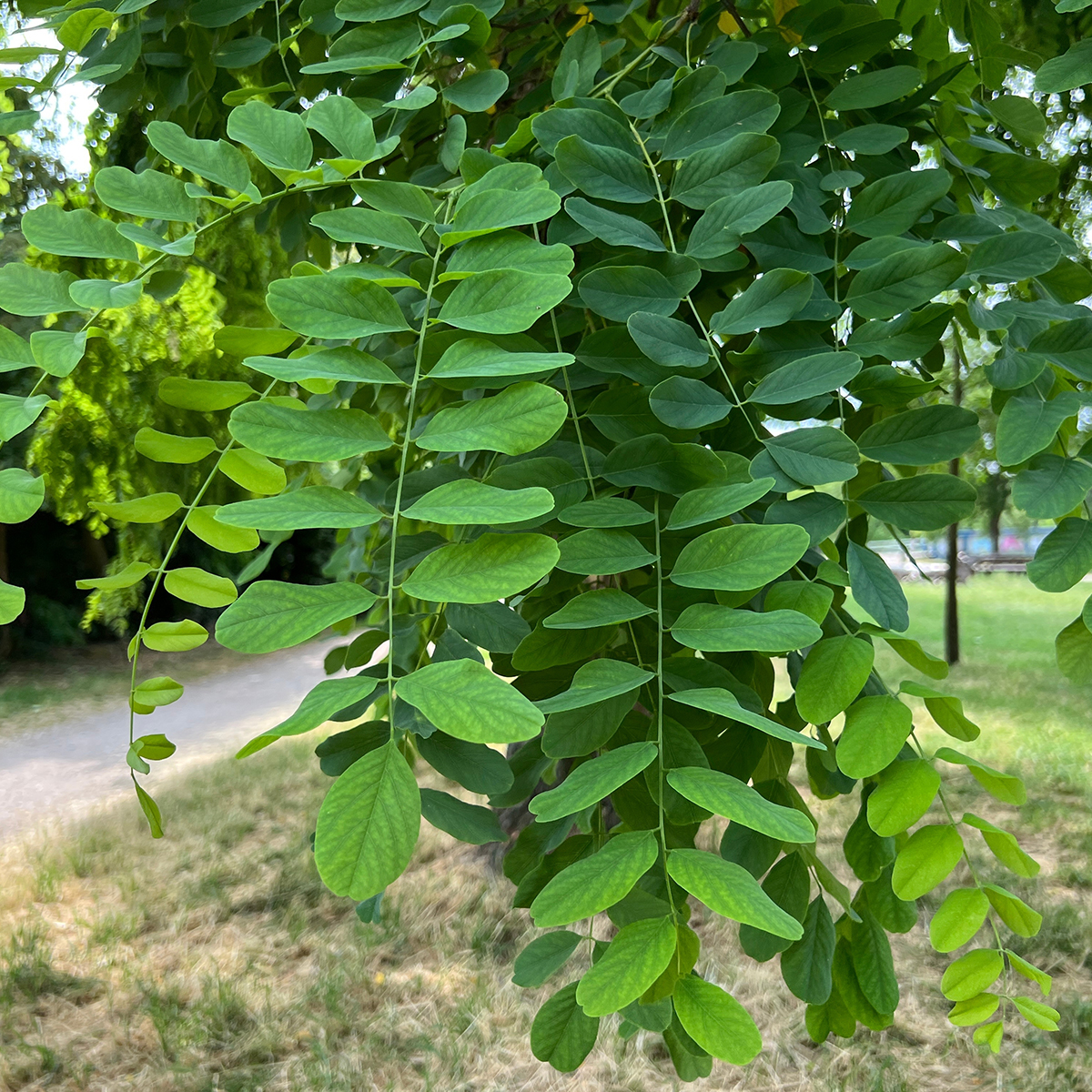 Prydnadsträd Omnia Garden Klotrobinia
