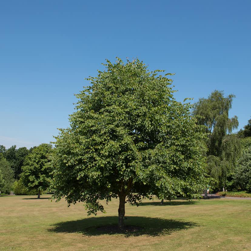Högstamsträd Omnia Garden Skogslind Alléträd med Gröna Löv & Gulvit Blomning, 300-400 cm