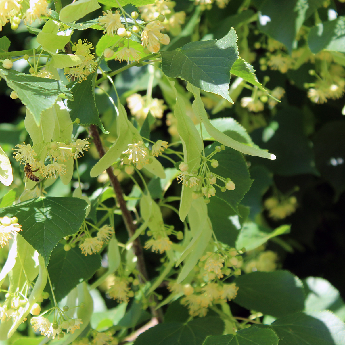 Högstamsträd Omnia Garden Skogslind Alléträd med Gröna Löv & Gulvit Blomning, 300-400 cm