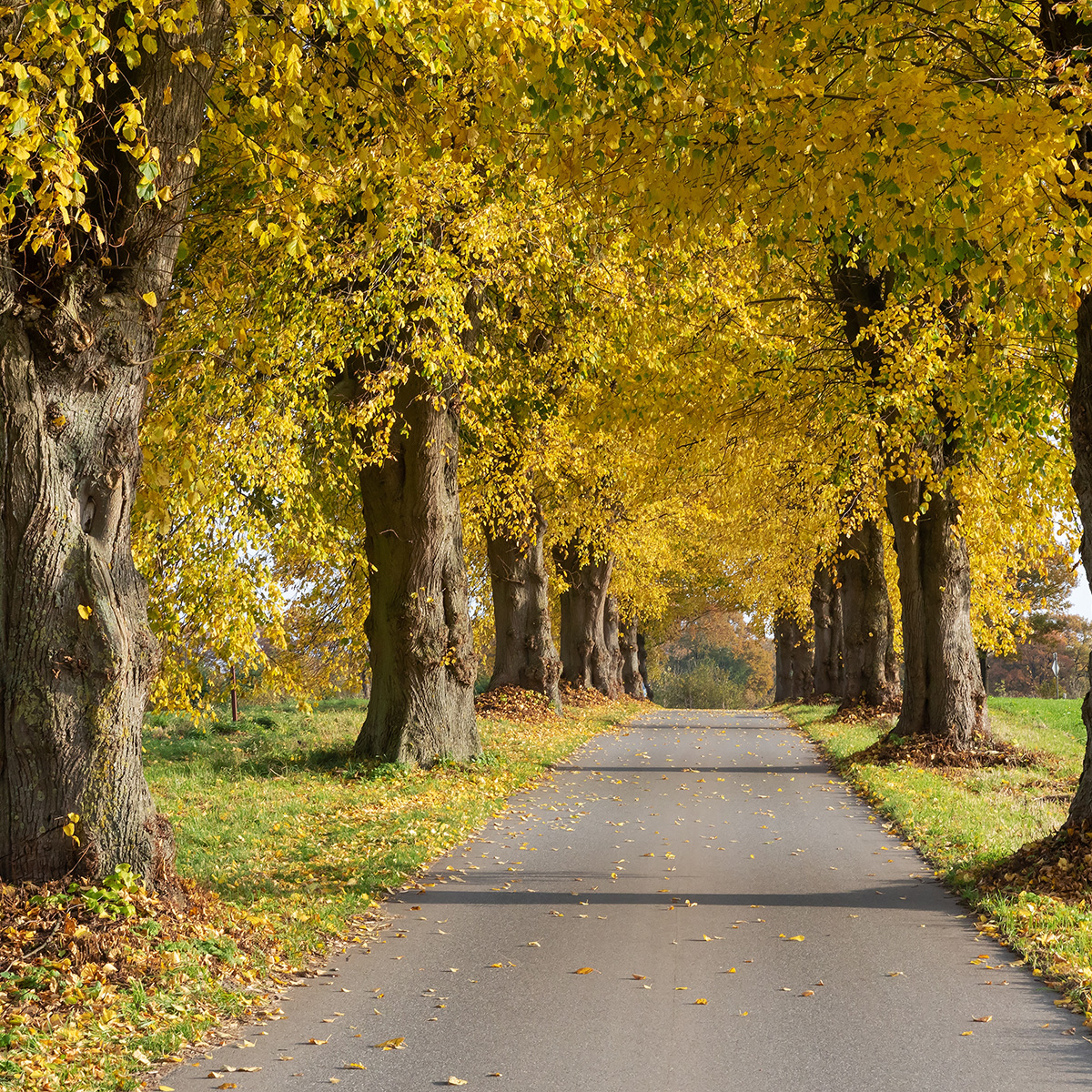 Högstamsträd Omnia Garden Skogslind Alléträd med Gröna Löv & Gulvit Blomning, 300-400 cm