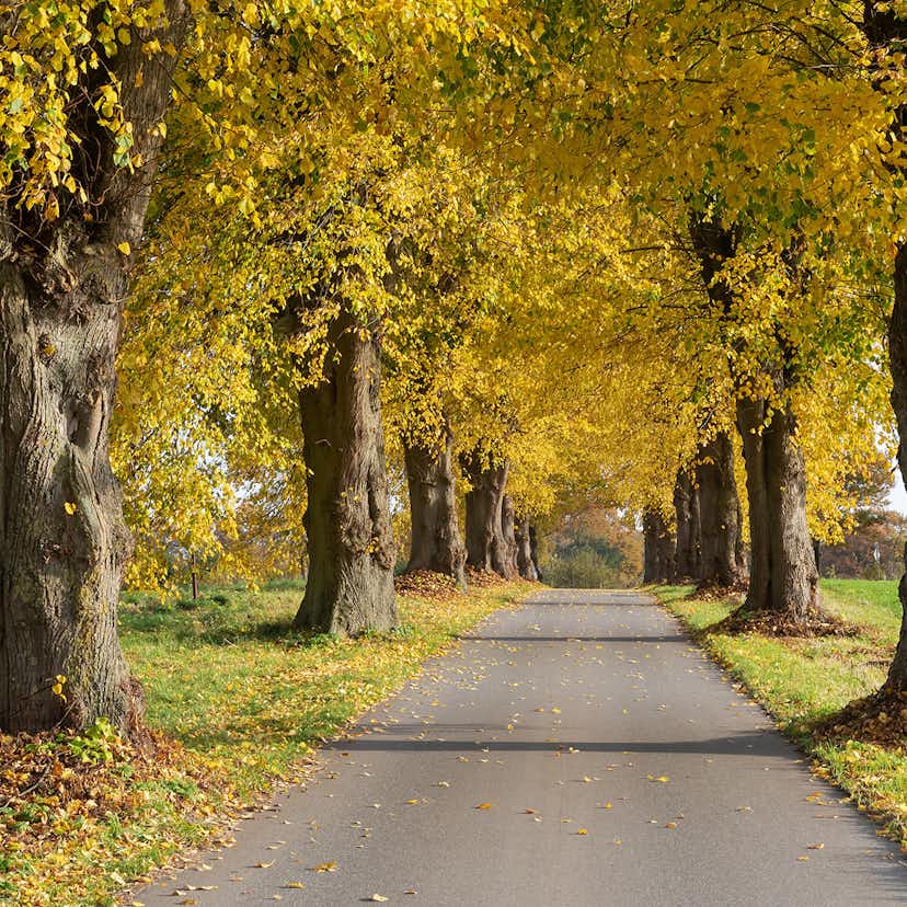 Högstamsträd Omnia Garden Skogslind Alléträd med Gröna Löv & Gulvit Blomning, 300-400 cm