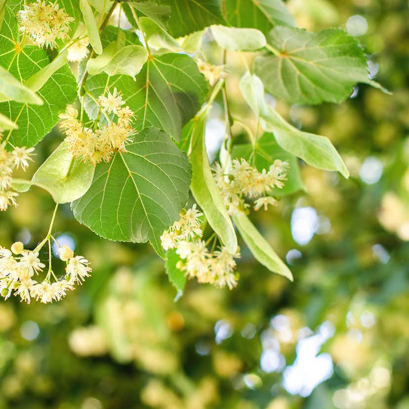 Högstamsträd Omnia Garden Skogslind Alléträd med Gröna Löv & Gulvit Blomning, 300-400 cm
