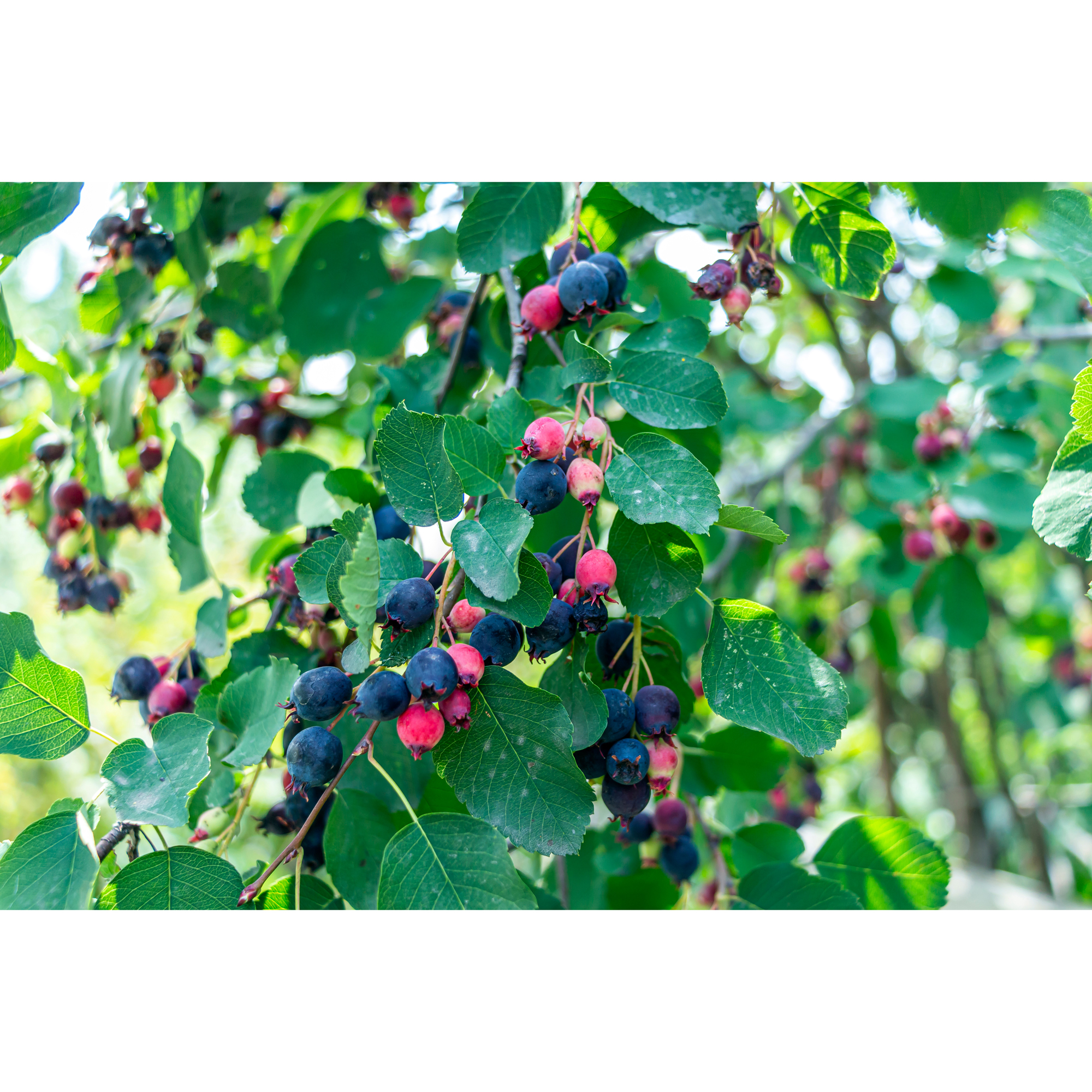 Planta Omnia Garden Bärhäggmispel 20-40cm