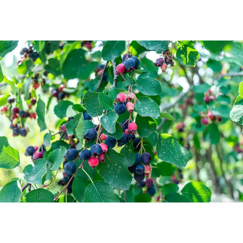 Planta Omnia Garden Bärhäggmispel 20-40cm