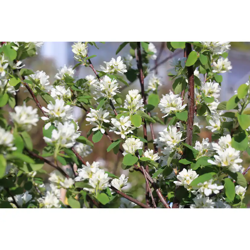 Planta Omnia Garden Bärhäggmispel 20-40cm