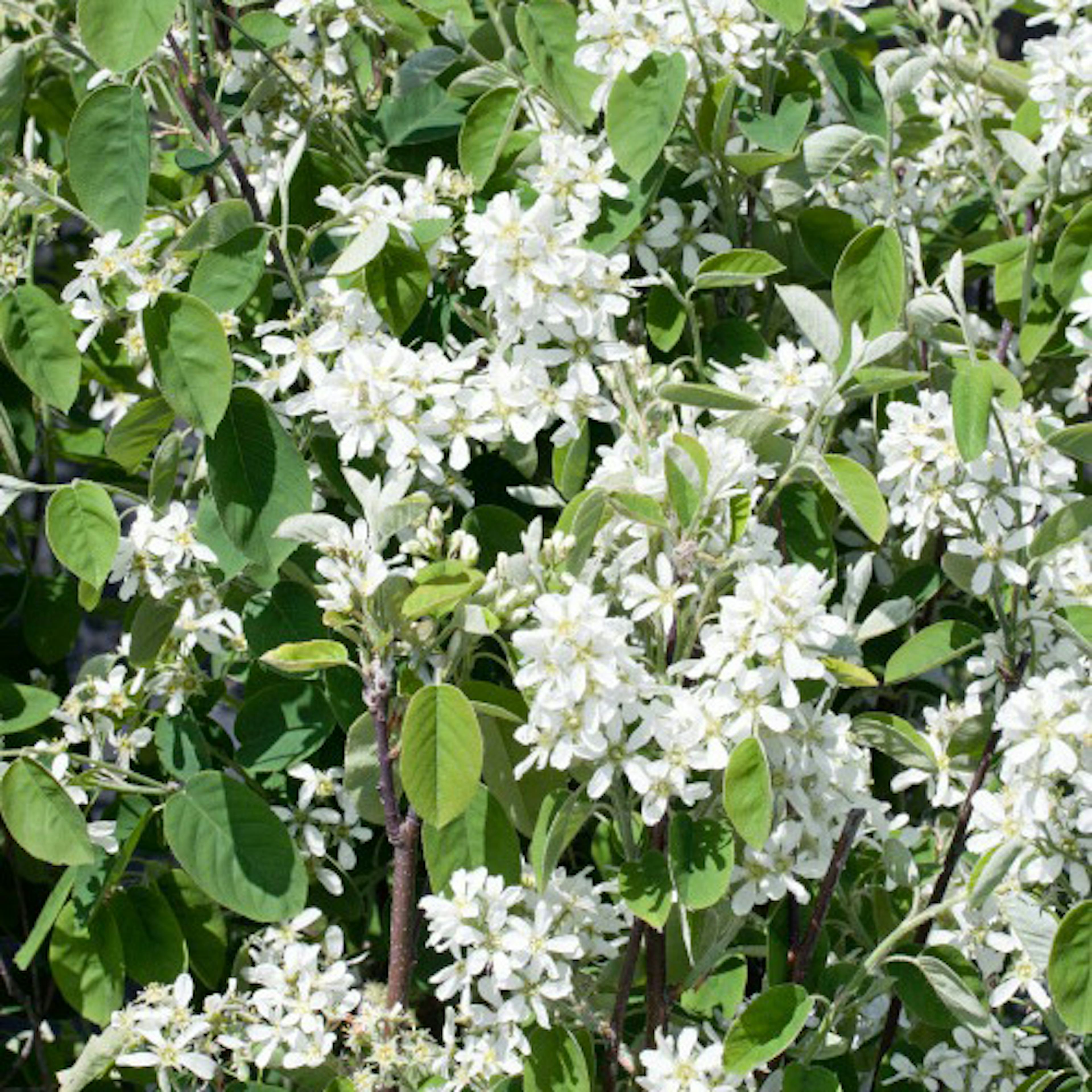 Planta Omnia Garden Bärhäggmispel 20-40cm