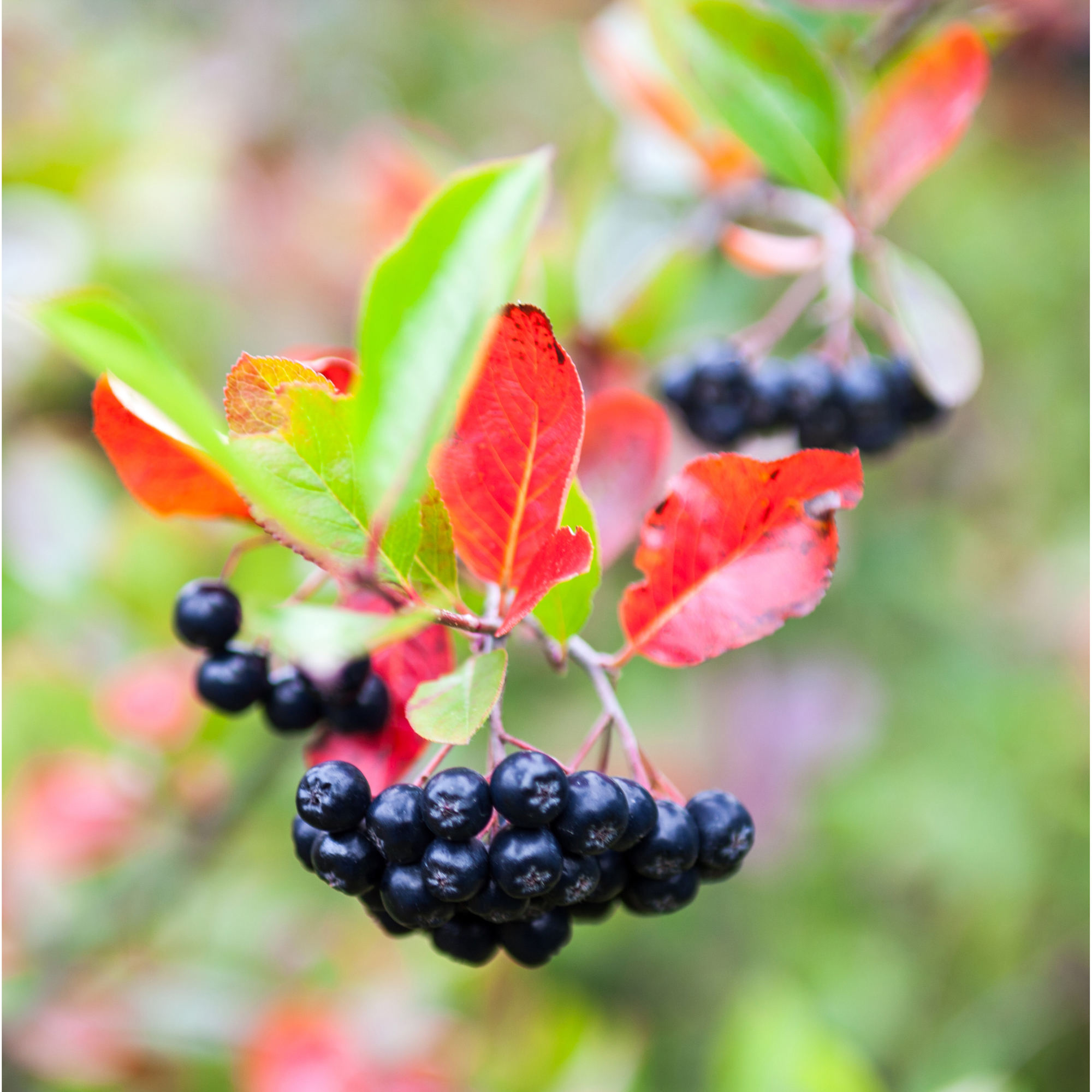Planta Svartaronia Omnia Garden Aronia mel Hugin 20-40cm