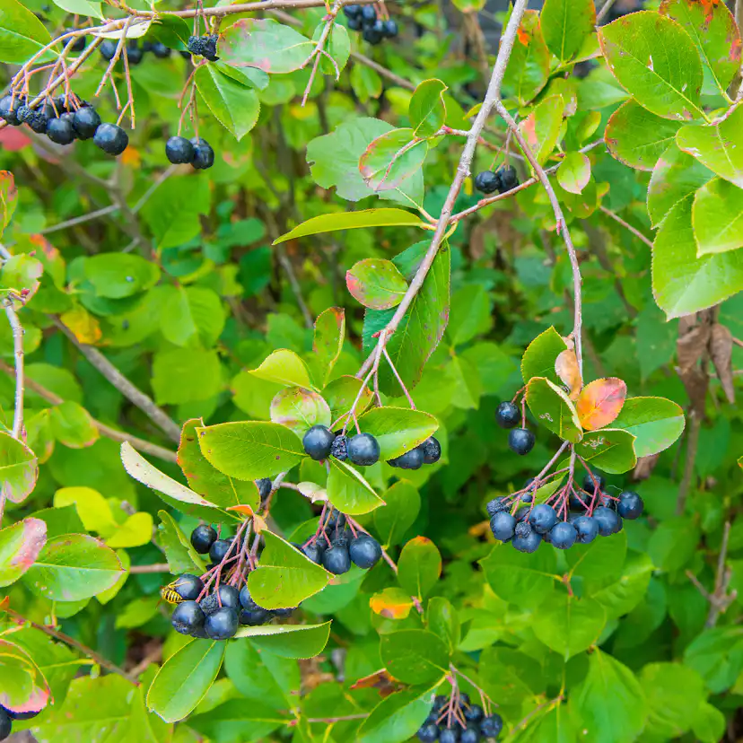 Planta Slånaronia Omnia Garden Elata 20-40 cm Krukodlade