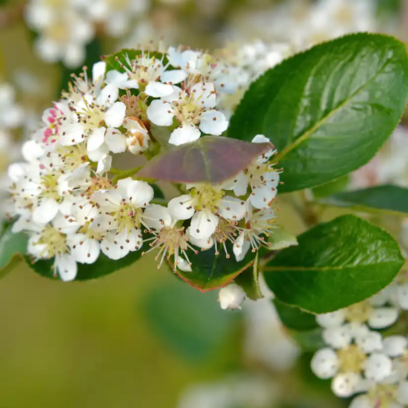 Planta Slånaronia Omnia Garden Elata 20-40 cm Krukodlade