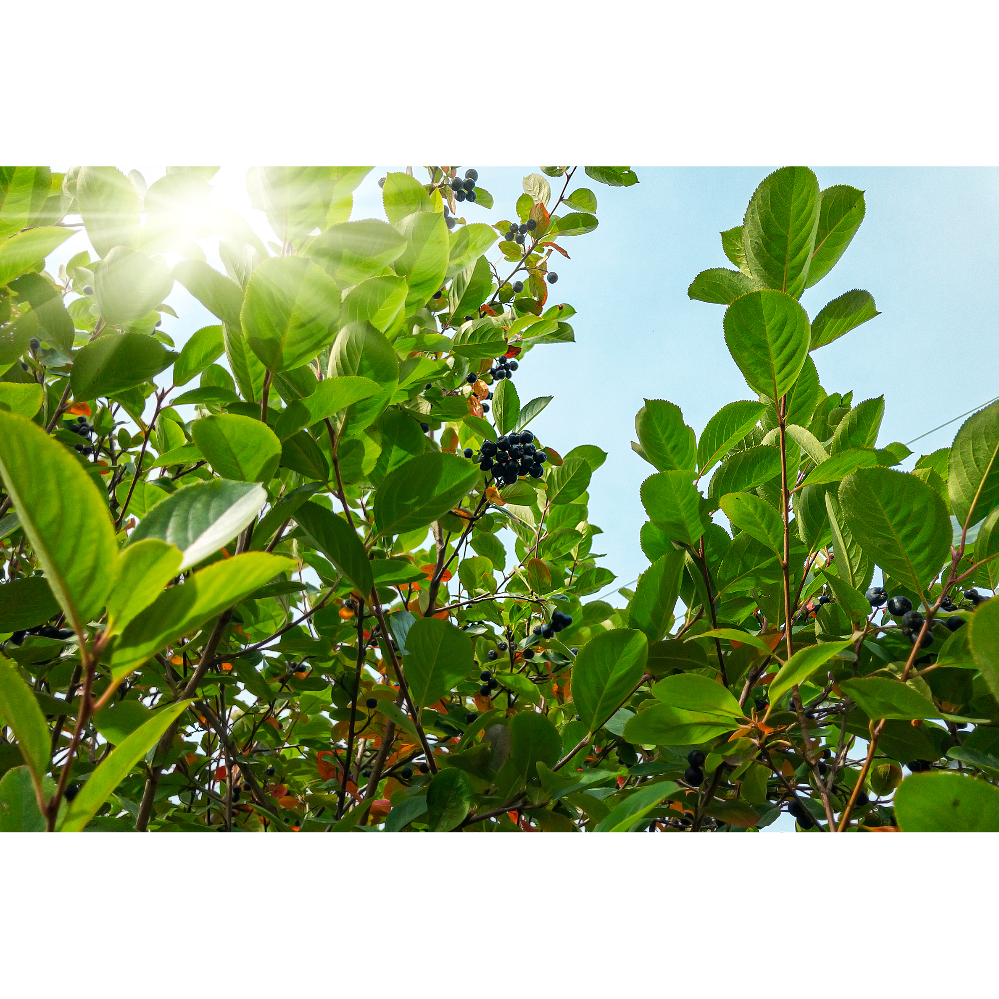 Planta Slånaronia Omnia Garden Elata 20-40 cm Krukodlade