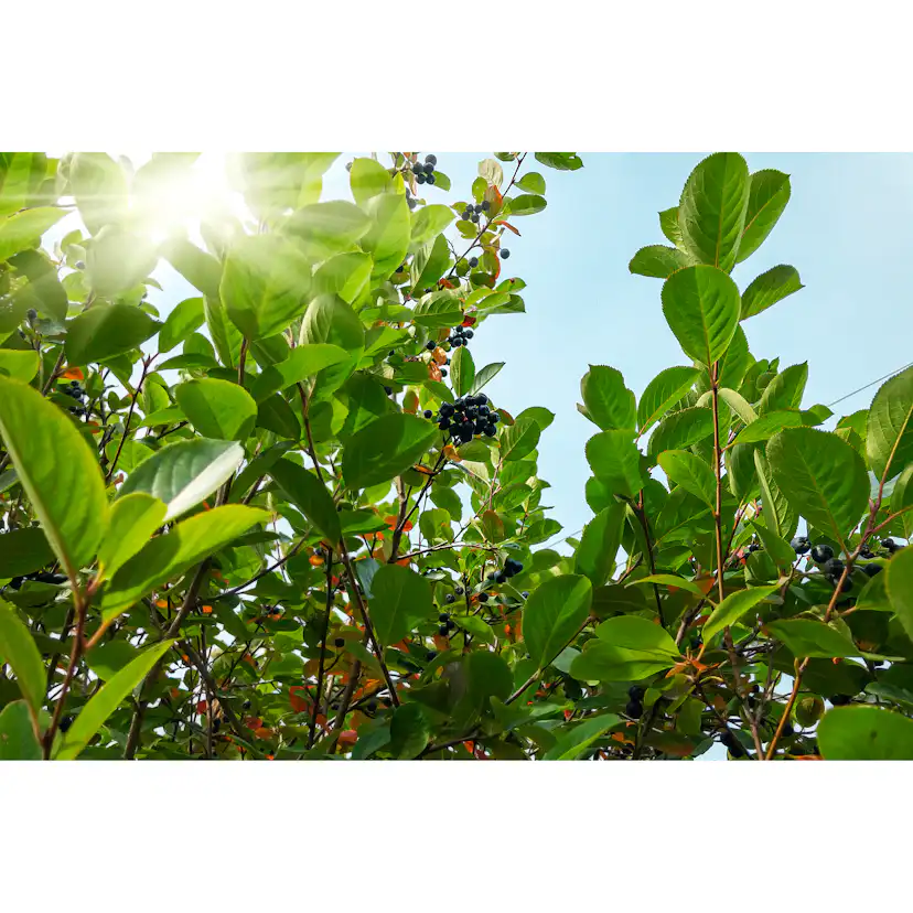 Planta Slånaronia Omnia Garden Elata 20-40 cm Krukodlade