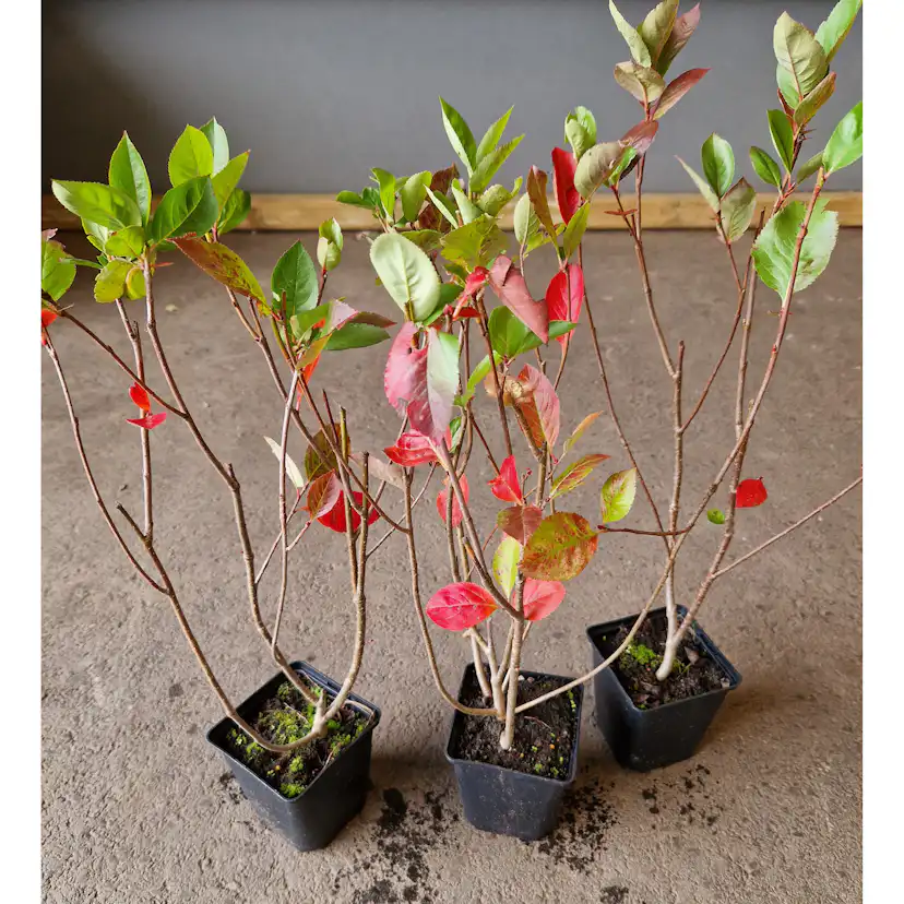 Planta Slånaronia Omnia Garden Elata 20-40 cm Krukodlade