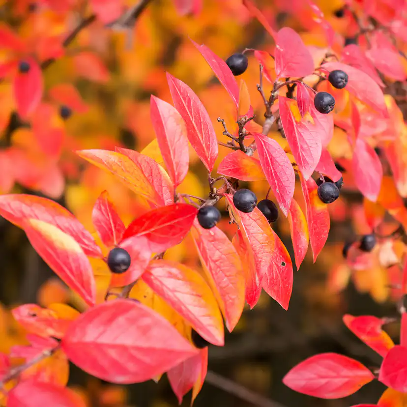 Planta Häckoxbär Omnia Garden Krukodlade