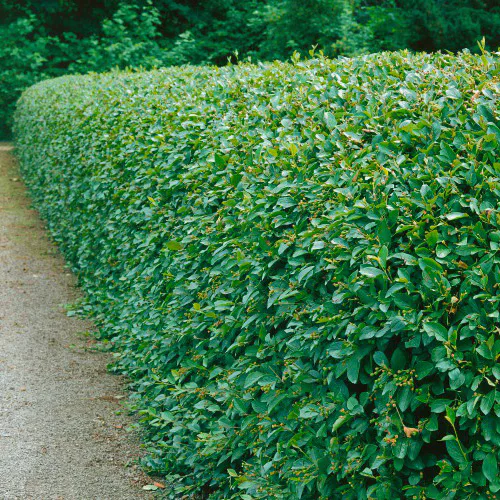 Planta Häckoxbär Omnia Garden Krukodlade