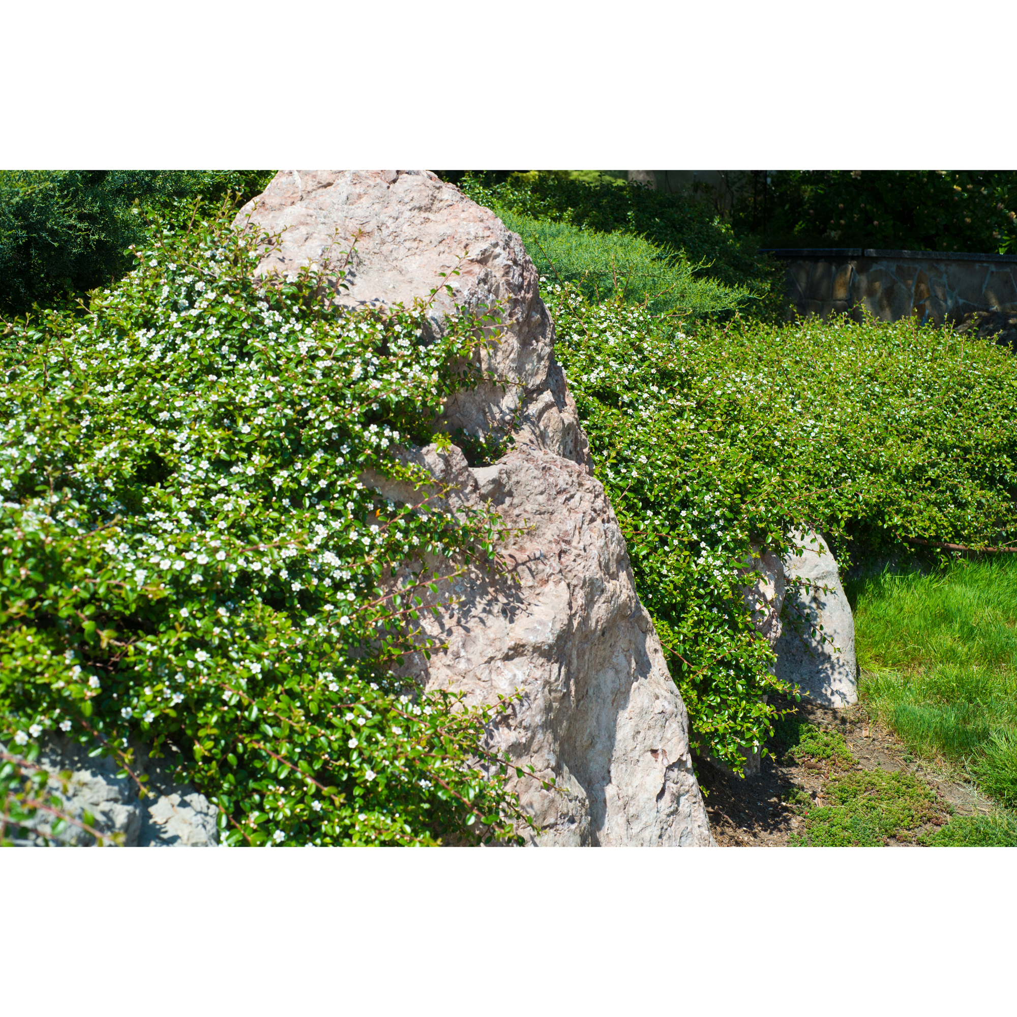 Marktäckare Omnia Garden Småbladig Krypoxbär