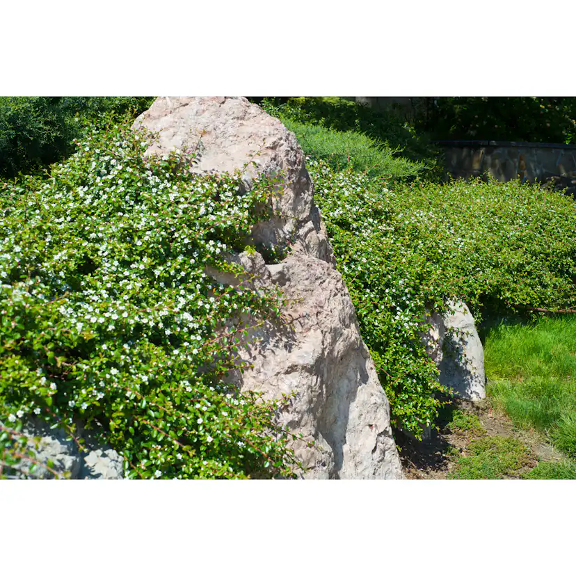 Marktäckare Omnia Garden Småbladig Krypoxbär