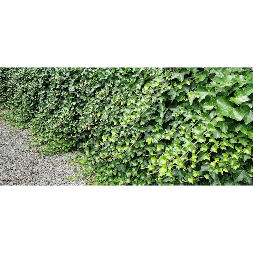 Marktäckare Omnia Garden Murgröna Storbladig