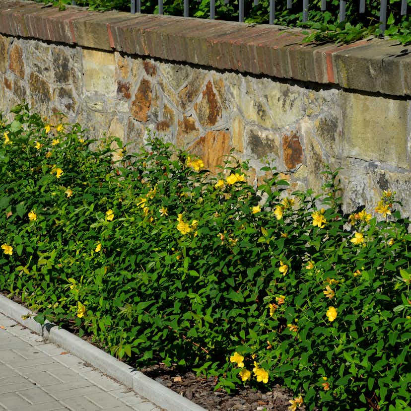 Planta Omnia Garden Prakthypericum