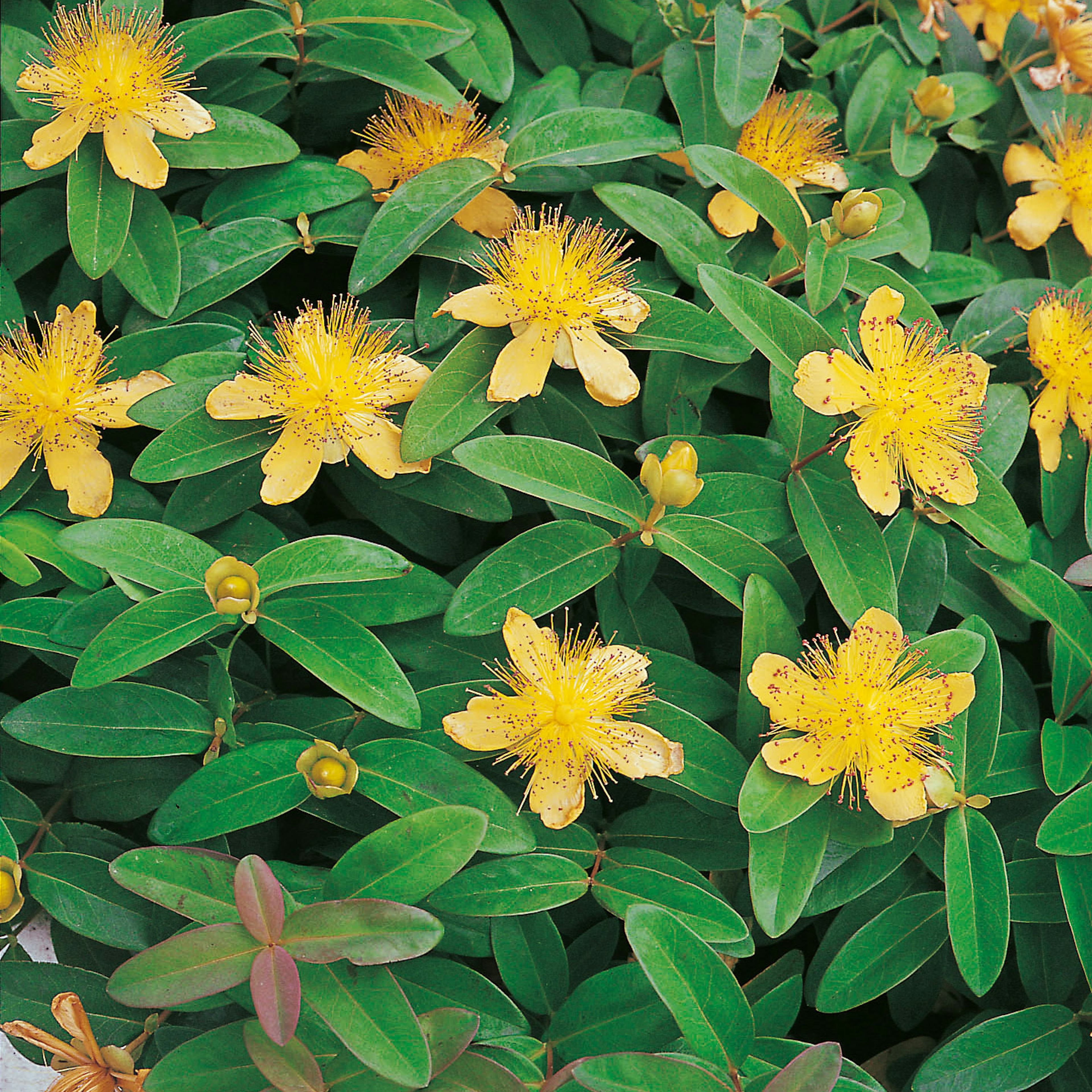 Planta Omnia Garden Prakthypericum