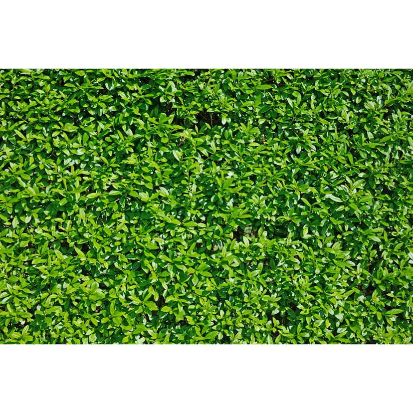 Planta Vinterliguster Atrovirens Omnia Garden Krukodlade