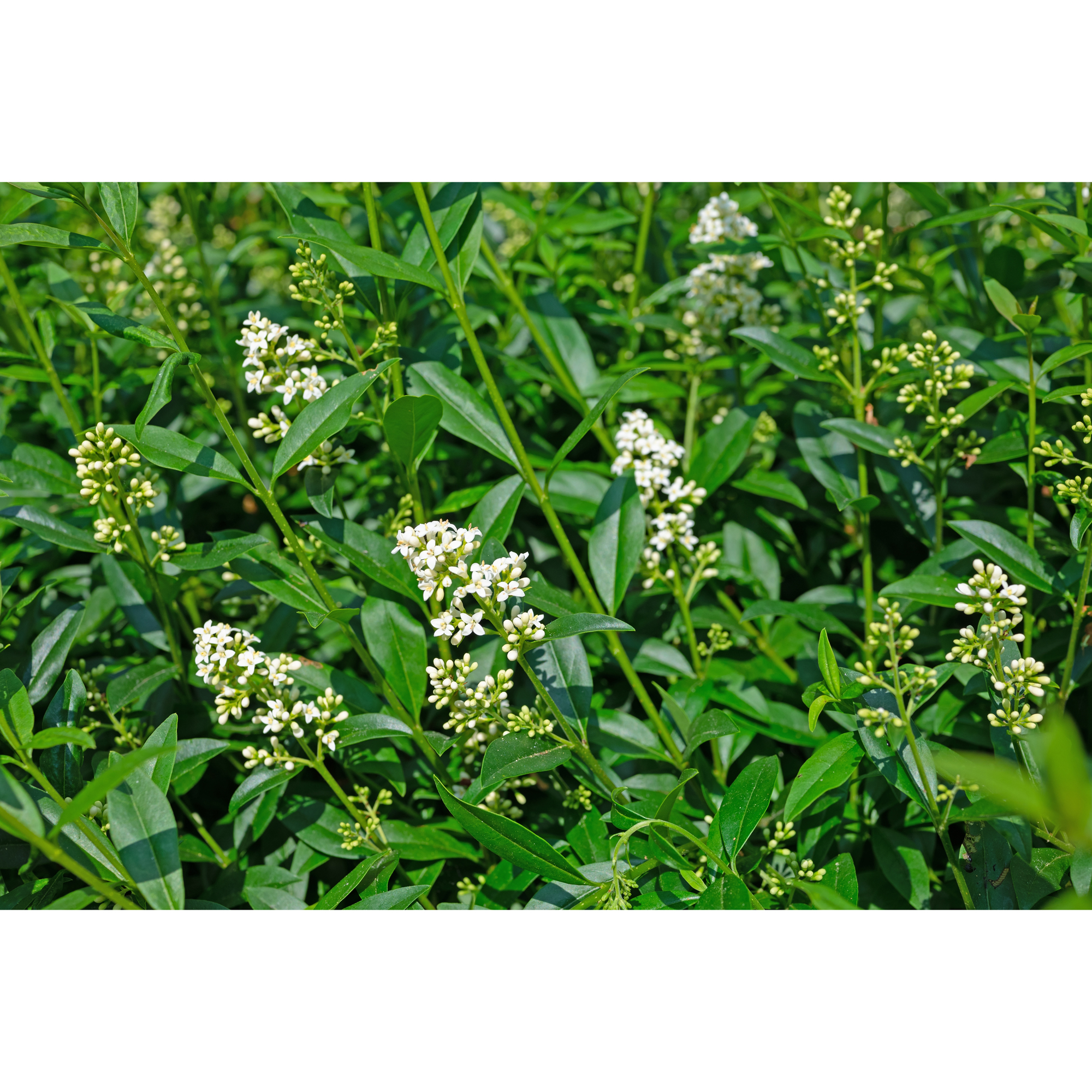 Planta Vinterliguster Atrovirens Omnia Garden Krukodlade