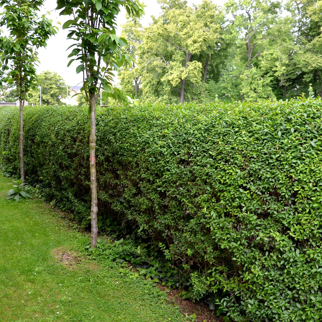 Planta Liguster Omnia Garden 30-50cm Krukodlade