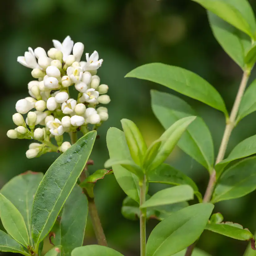 Planta Liguster Omnia Garden 30-50cm Krukodlade