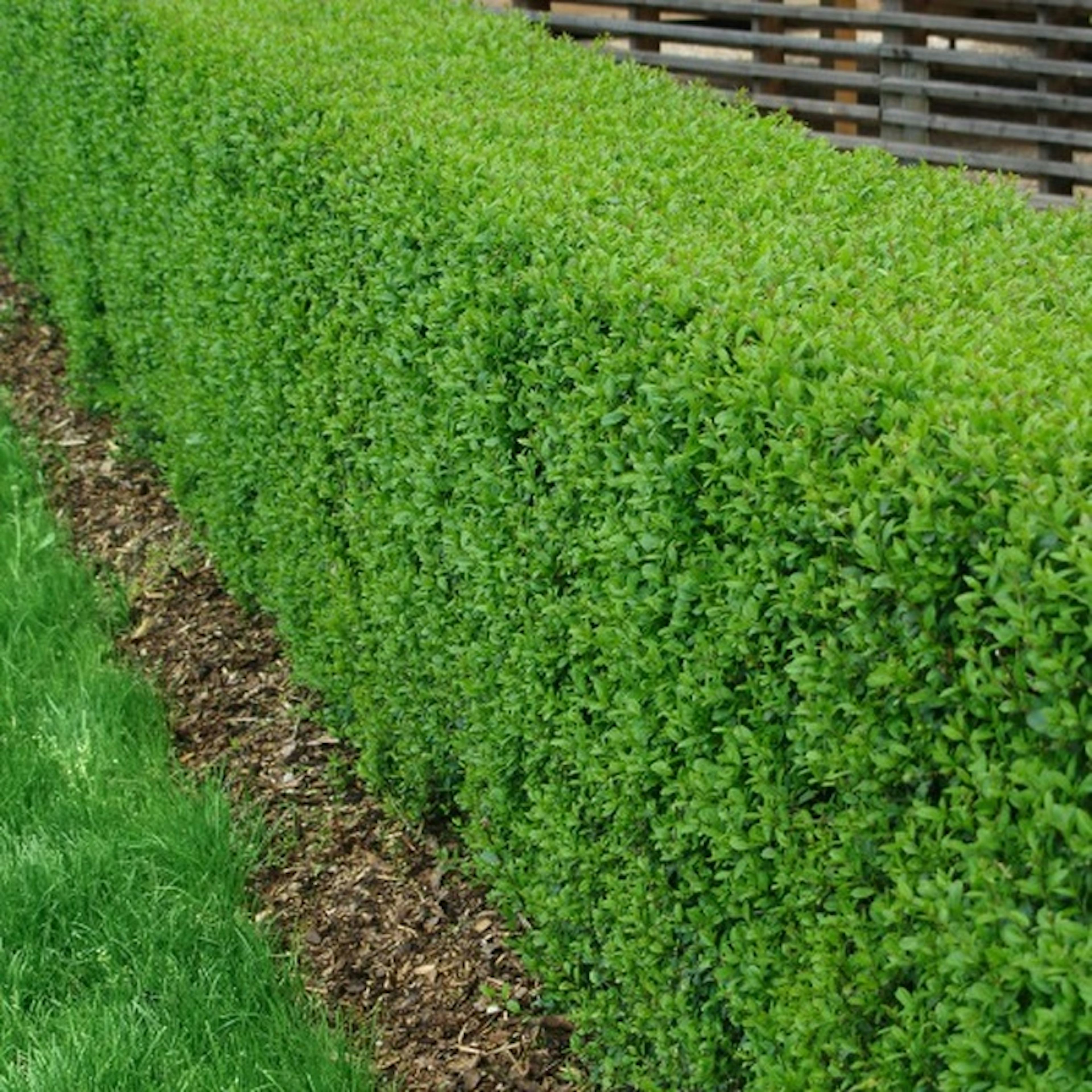 Planta Liguster Omnia Garden 30-50cm Krukodlade