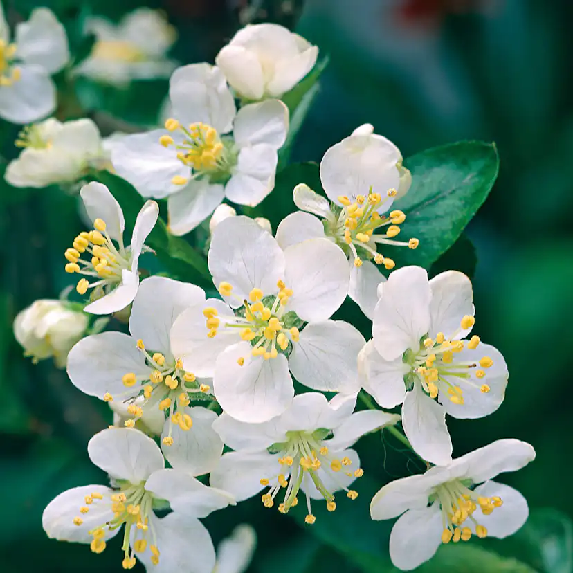 Planta Bukettapel Omnia Garden