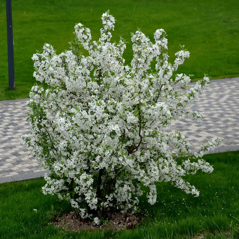 Planta Bukettapel Omnia Garden