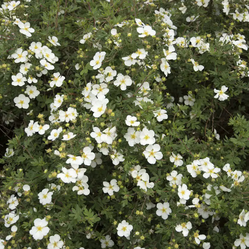 Planta Vit Ölandstok Omnia Garden 10-30cm Krukodlade