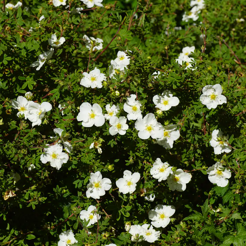 Planta Vit Ölandstok Omnia Garden 10-30cm Krukodlade