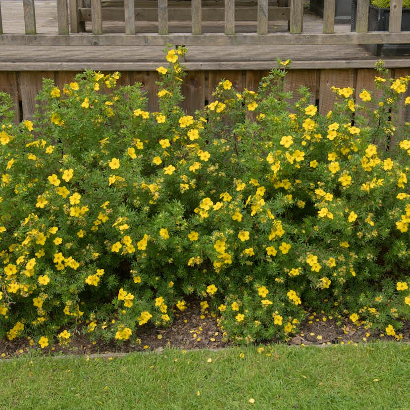 Planta Ölandstok Omnia Garden 30-50cm Krukodlade