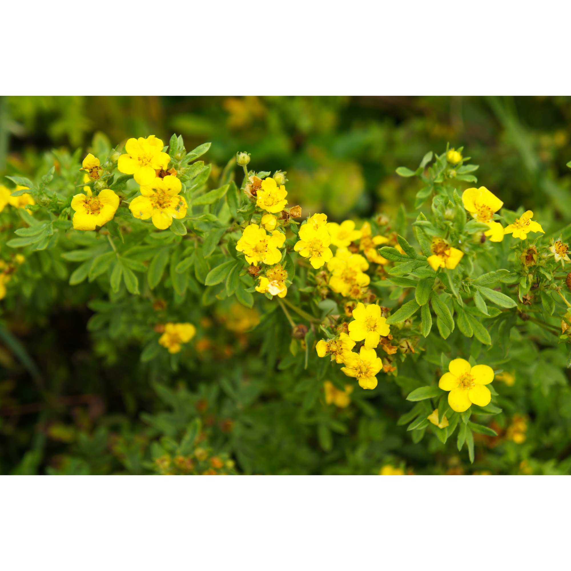 Planta Ölandstok Omnia Garden 30-50cm Krukodlade