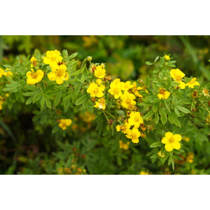 Planta Ölandstok Omnia Garden 30-50cm Krukodlade