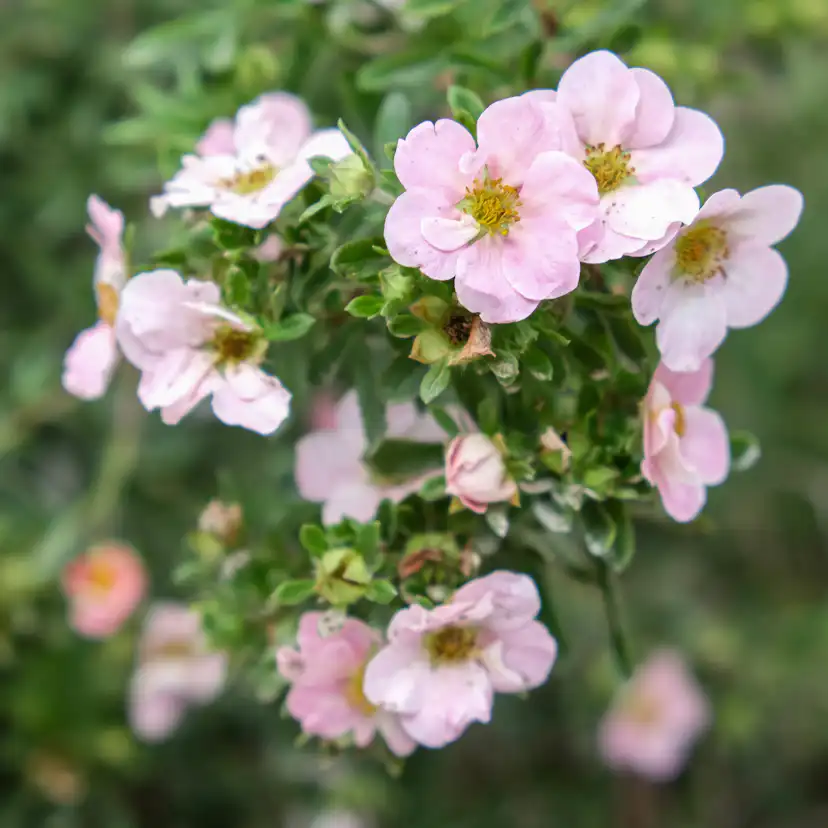 Planta Ölandstok Omnia Garden "Pink Beauty"