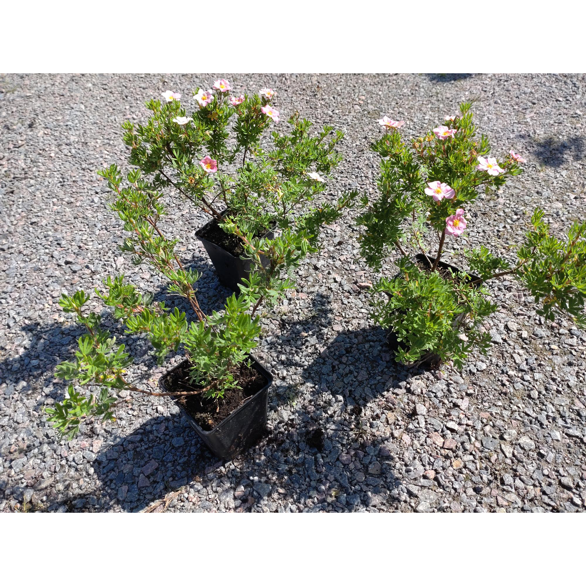 Planta Ölandstok Omnia Garden "Pink Beauty"