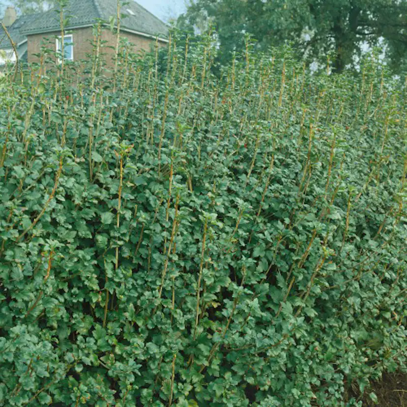 Planta Måbär Omnia Garden 20-40cm Krukodlade