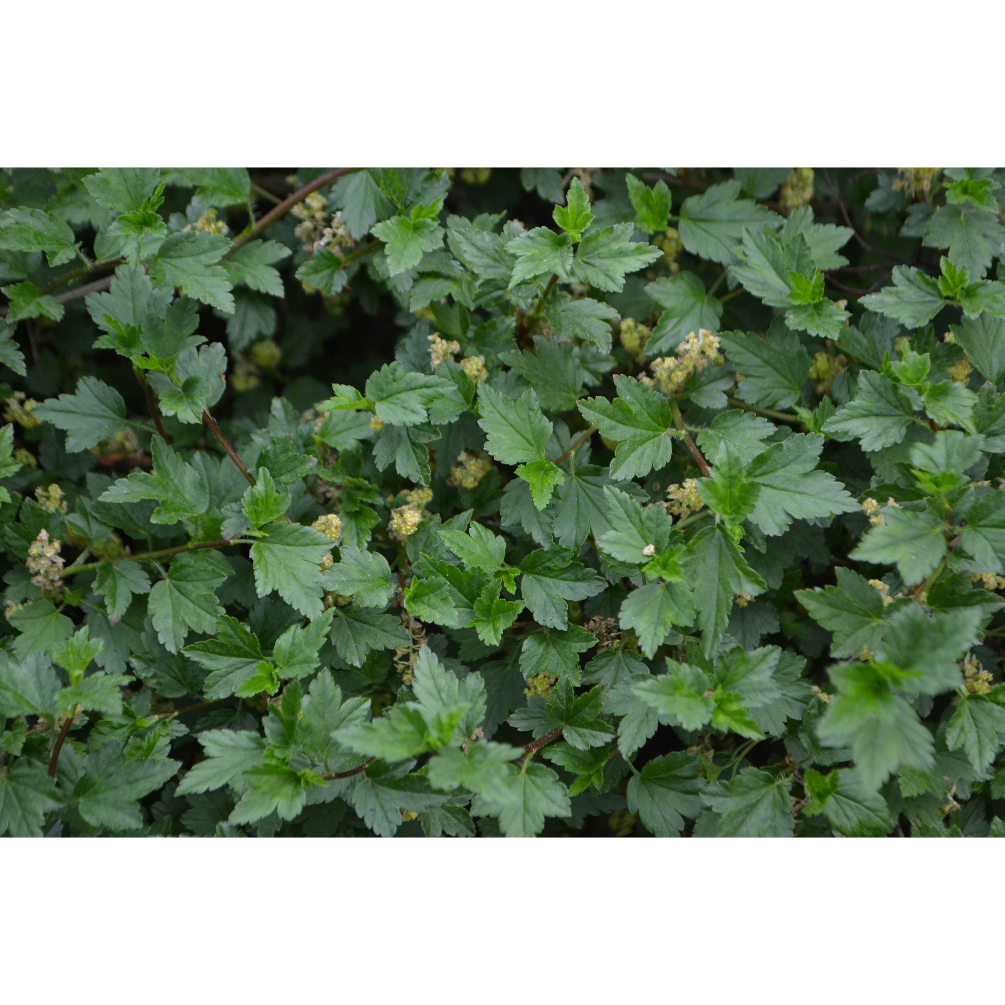 Planta Måbär Omnia Garden 20-40cm Krukodlade