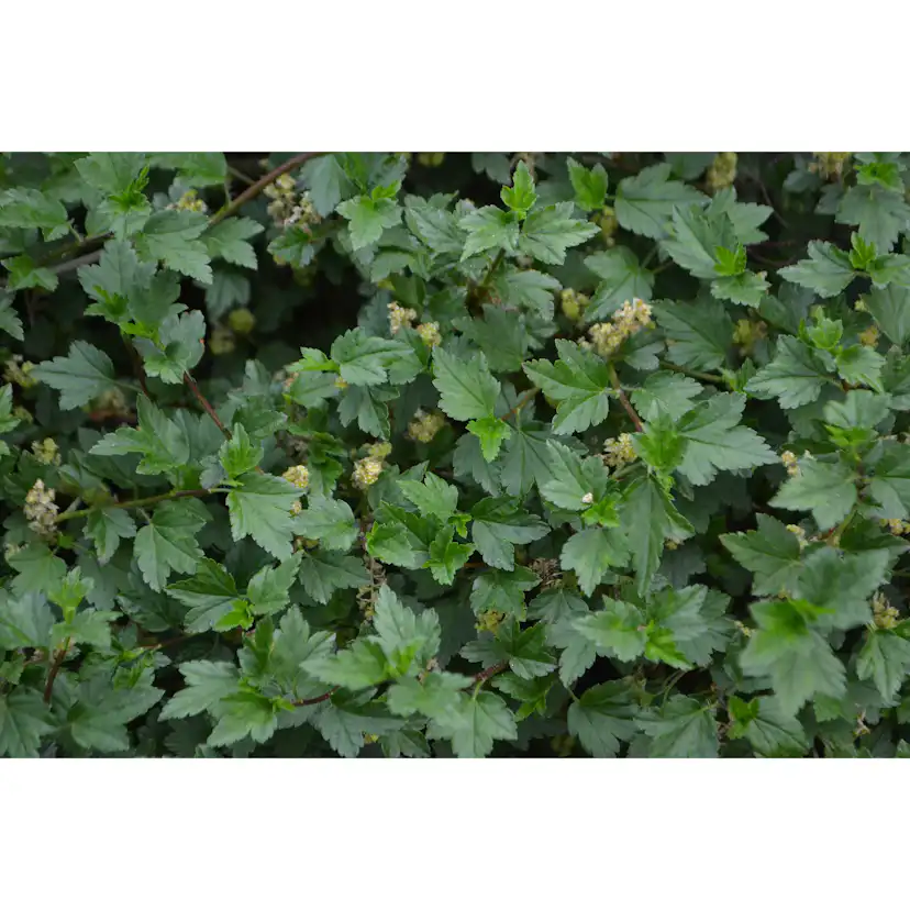 Planta Måbär Omnia Garden 20-40cm Krukodlade