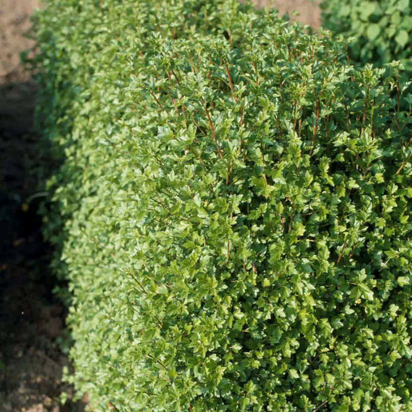 Planta Måbär Omnia Garden 20-40cm Krukodlade