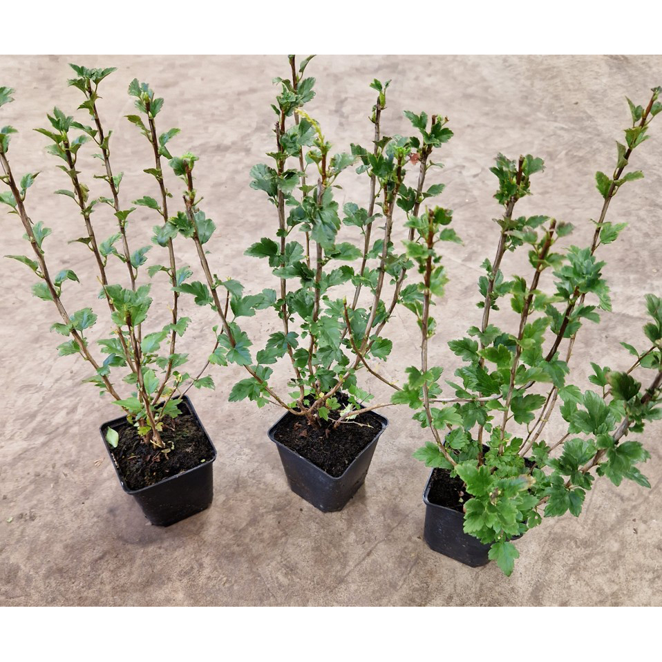 Planta Måbär Omnia Garden 20-40cm Krukodlade