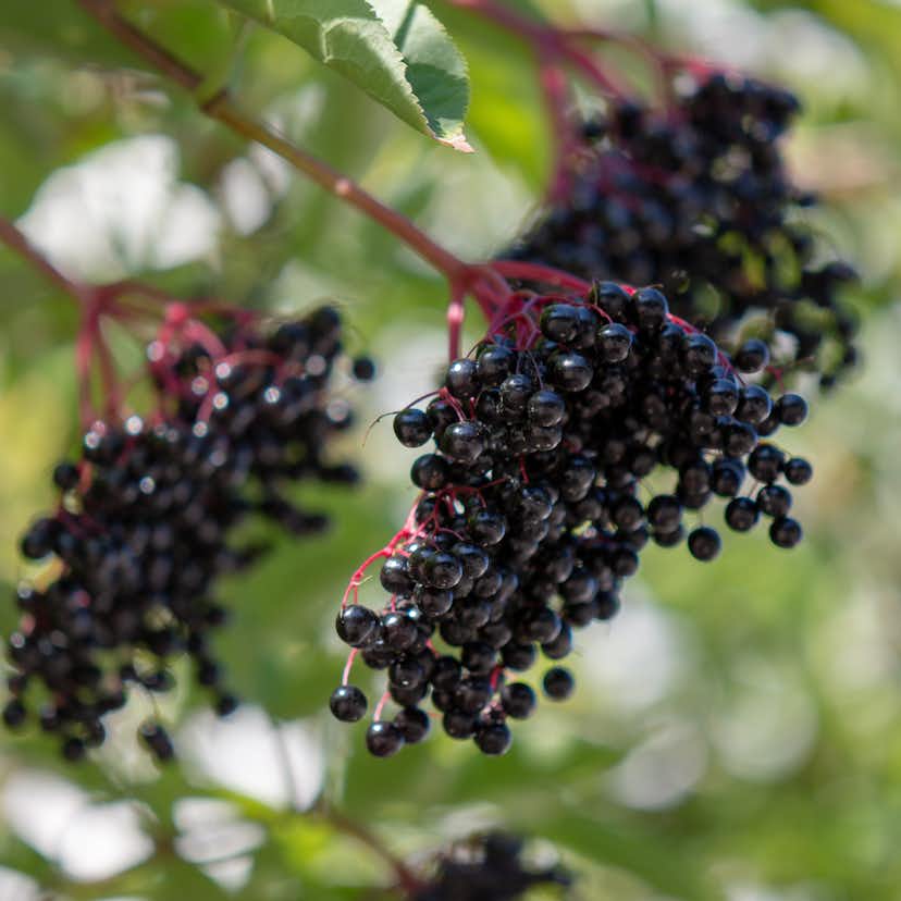 Planta Omnia Garden Fläder Bålsta 20-40cm